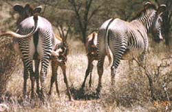 Zebra mama